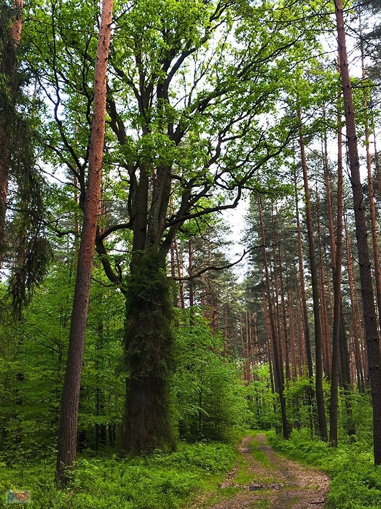 drzewo, chyba dąb