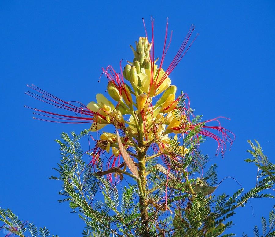Brezylka Cytrynowa