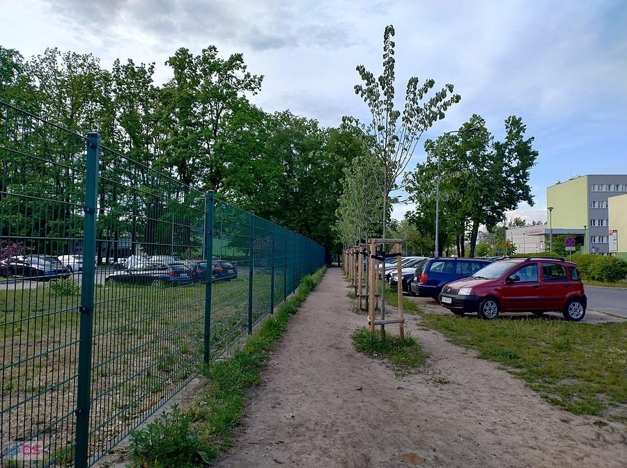 Nowe nasadzenia przy Kartezjusza
