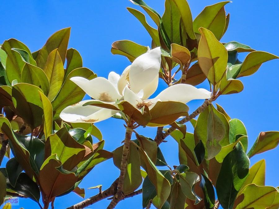 Grenada, Alhambra - kwiat magnolii wielkokwiatowej