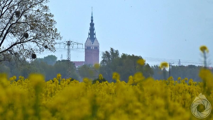 Elbląg zza rzepaków