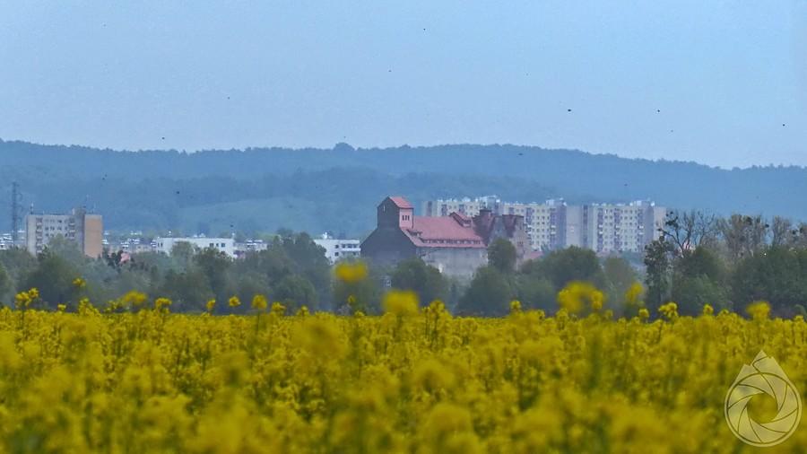 kawałek Elbląga zza kanału i rzepaków