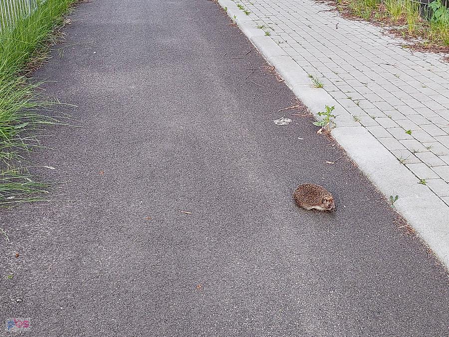 Spotkany na drodze dla rowerów - pierwsze ujęcie