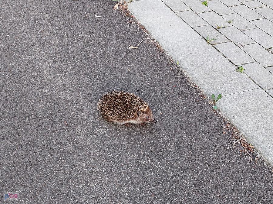 Spotkany na drodze dla rowerów - drugie ujęcie trochę bliżej, nadal się nie zwinął.