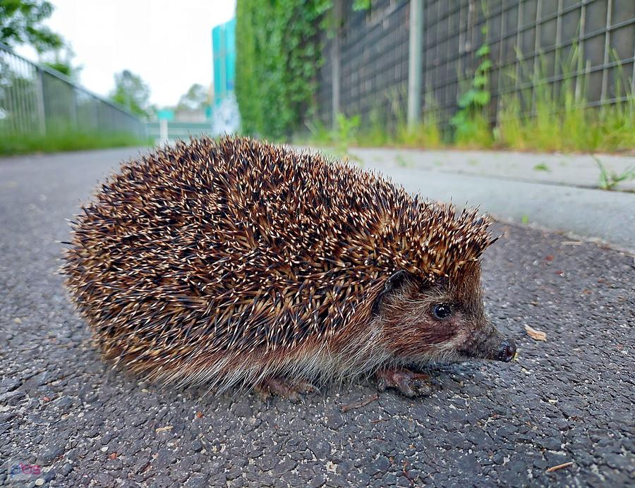 Młody jeż spotkany na drodze dla rowerów - czwarte ujęcie już z odległości około 40 cm.
