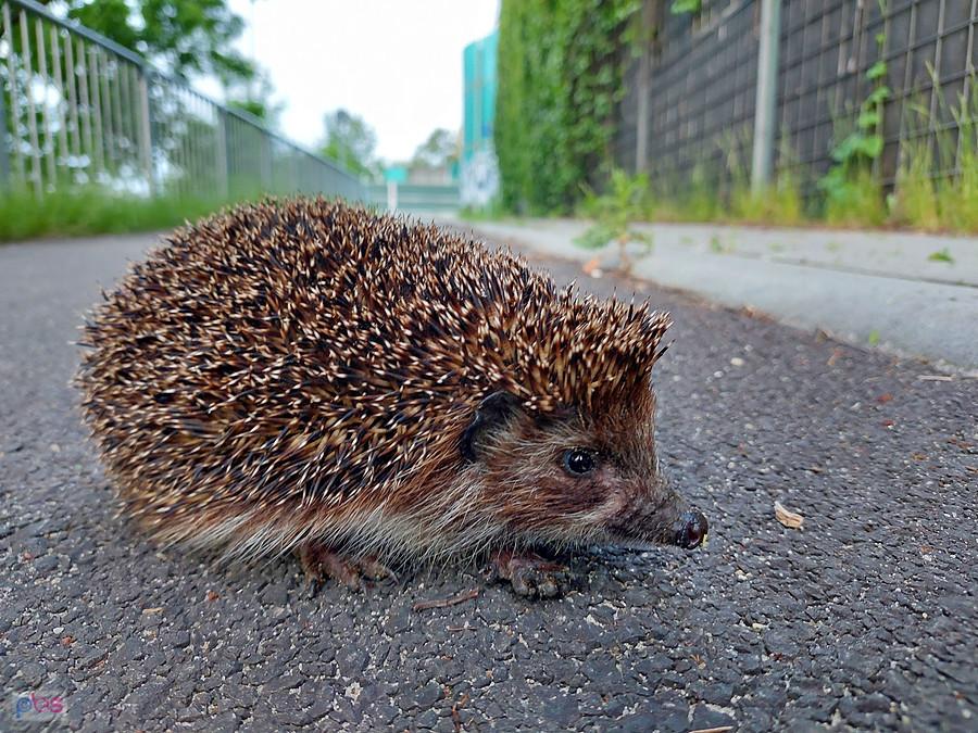 Młody jeż spotkany na drodze dla rowerów - piąte ujęcie już z odległości około 40 cm, po nim odstawiłem go w bezpieczne miejsce.