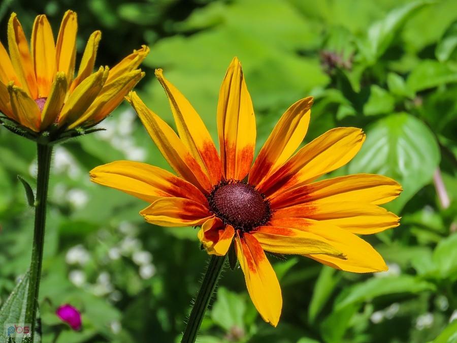 Rudbekia w ogrodzie Generalife