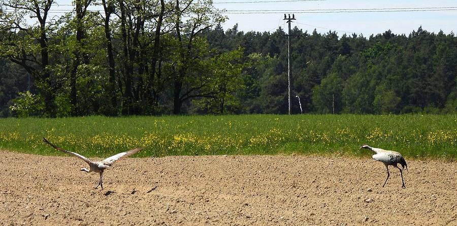 Odlatujące żurawie