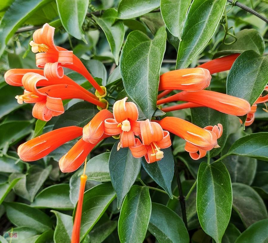 Pyrostegia powabna