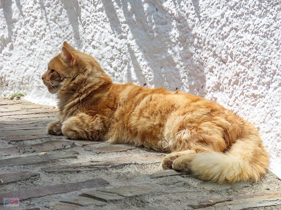 Kocisko z Pampaneiry