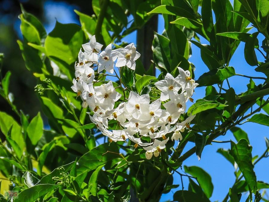 Psianka jaśminowa