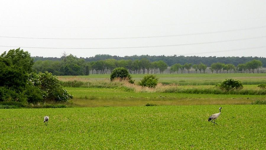Parka żurawi