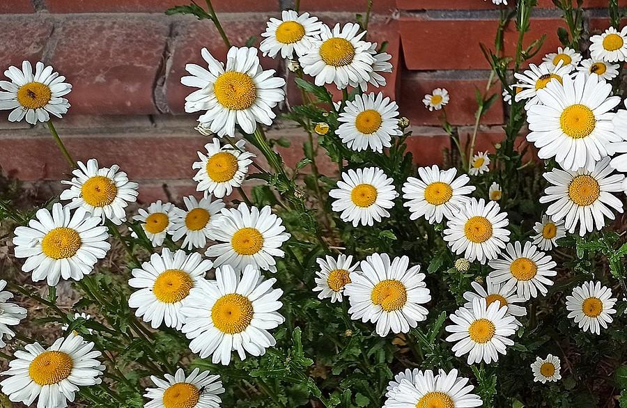 Margerytki