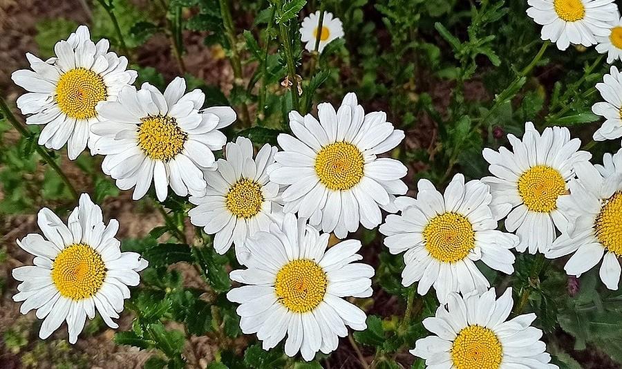 Margerytki