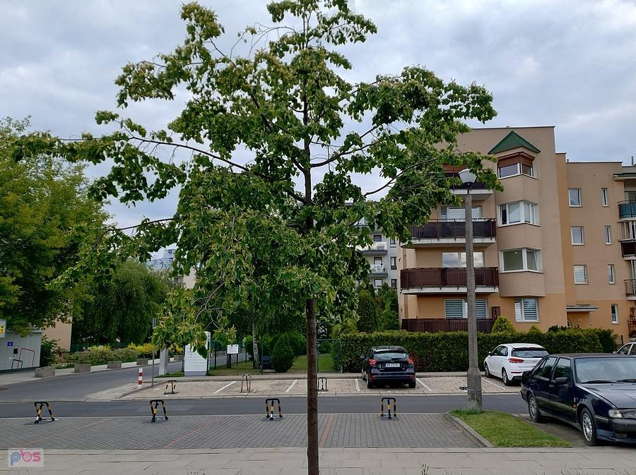 Koniec maja, a już kwitnie lipa