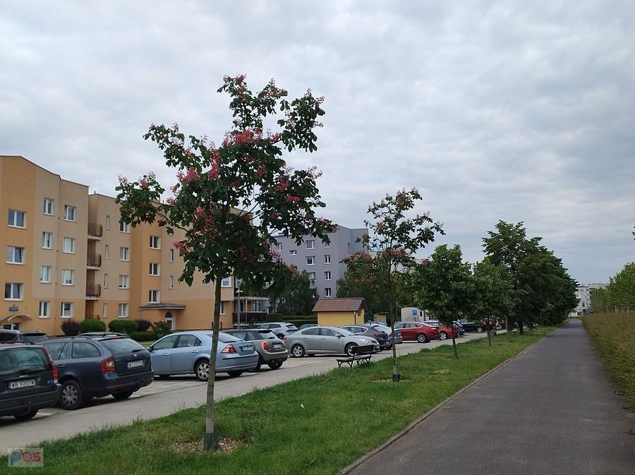 I różowe kwiaty ( chyba) kasztanowca