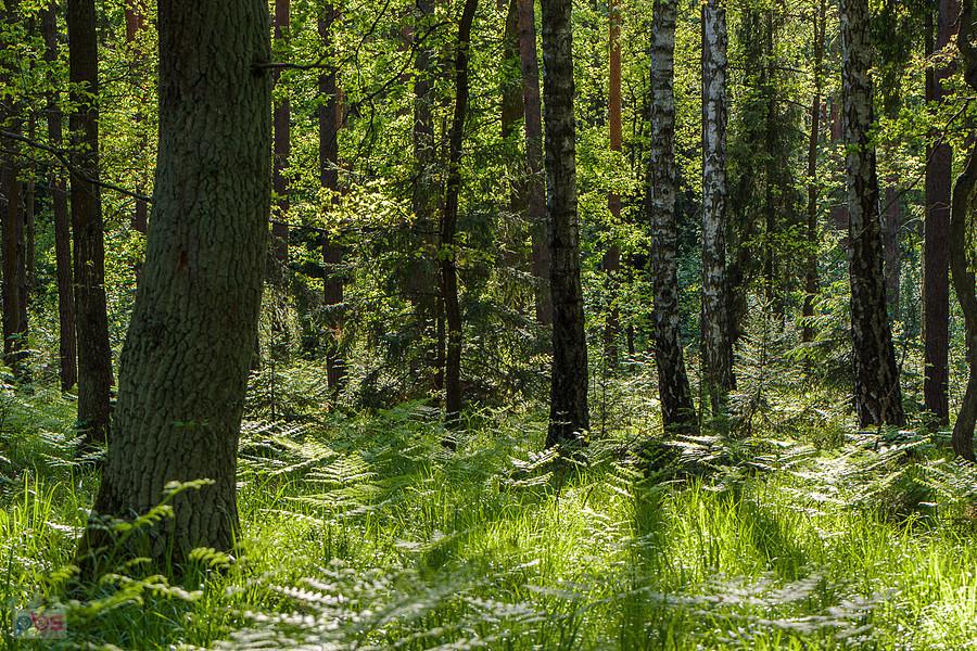 Park Krajobrazowy "Stawki" - gmina Przyrów