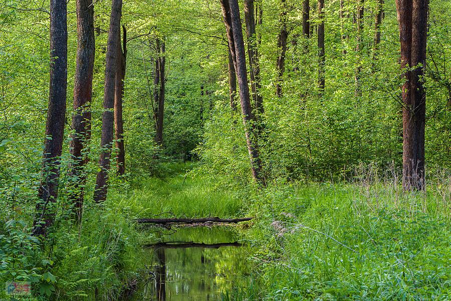 Park Krajobrazowy "Stawki" - gmina Przyrów