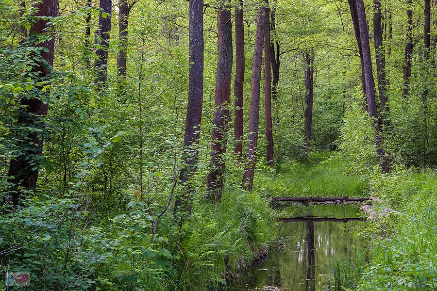Park Krajobrazowy "Stawki" - gmina Przyrów