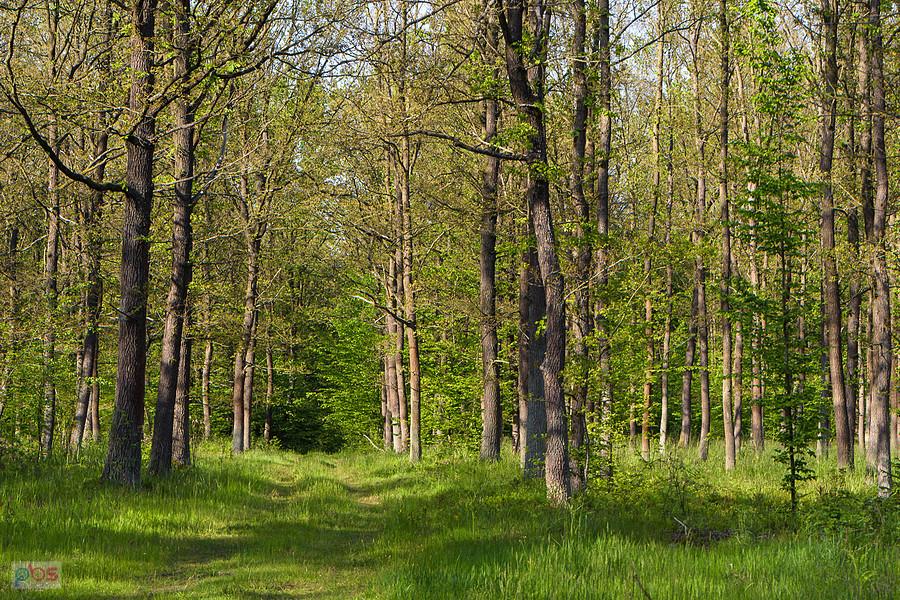 Park Krajobrazowy "Stawki" - gmina Przyrów - tu liście jeszcze nie były w pełni rozwinięte