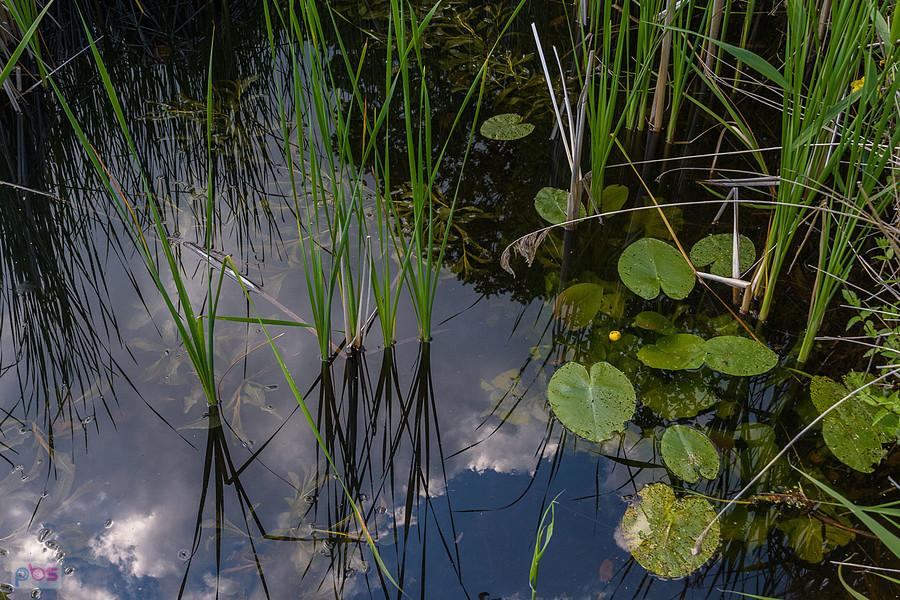 Park Krajobrazowy "Stawki" - gmina Przyrów - woda tam bardzo czysta
