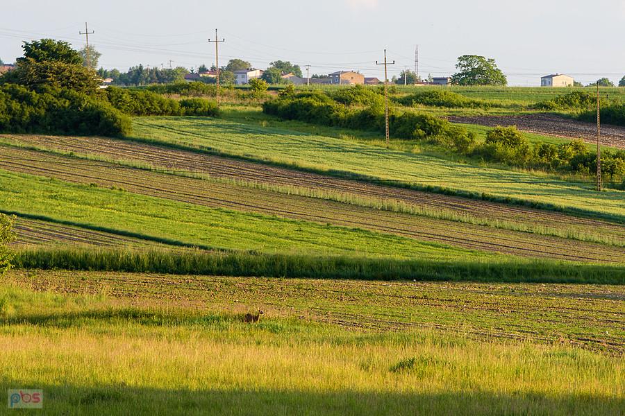Kobyłczyce