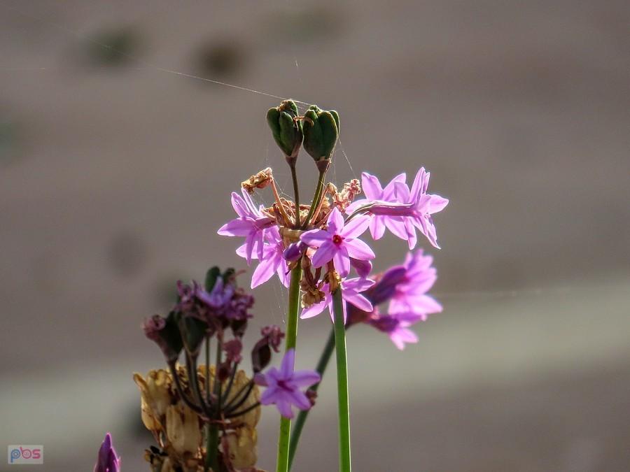 Tulbagia fioletowa