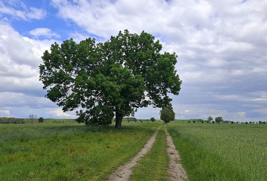 Szosy nie mam, to kręcę po polach
