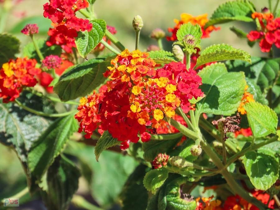 Lantana pospolita
