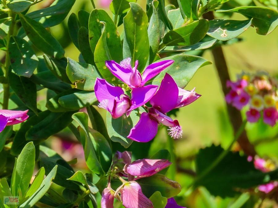 Poligala myrtifolia znana u nas jako krzyżownica mirtolistna