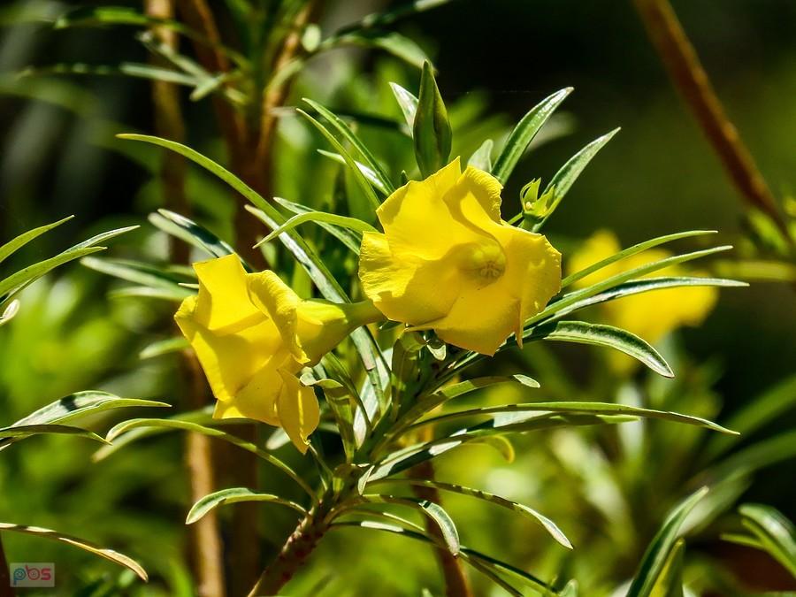 Tewecja peruwiańska - piekielnie trująca roslina