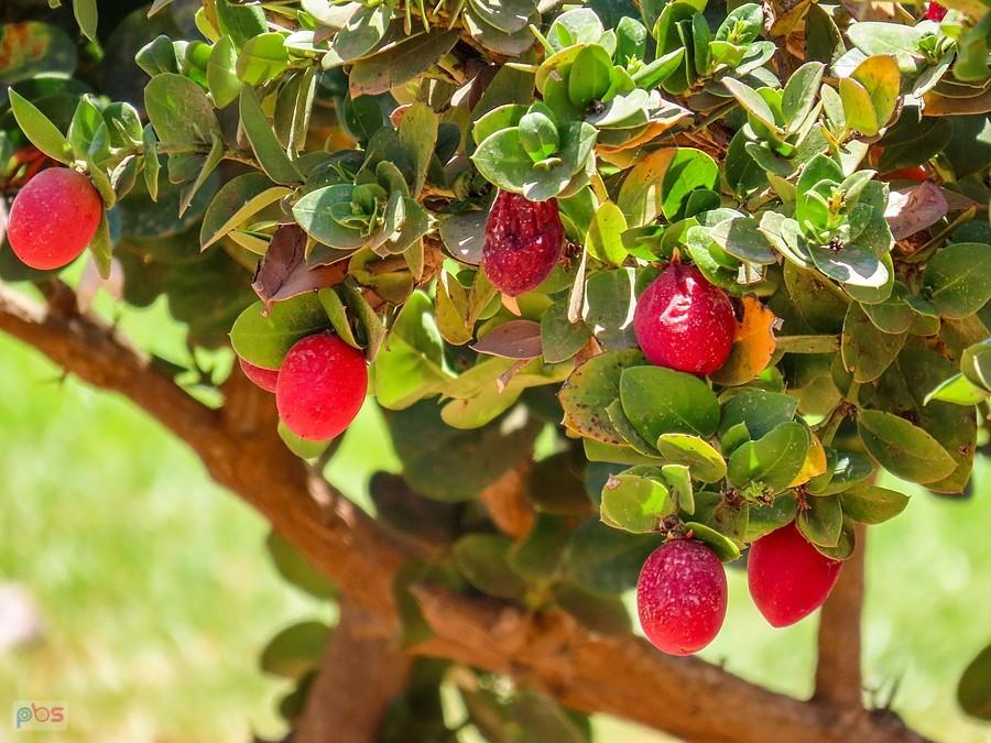 Carissa macrocarpa zwana również śliwką natalską lub amathungulu