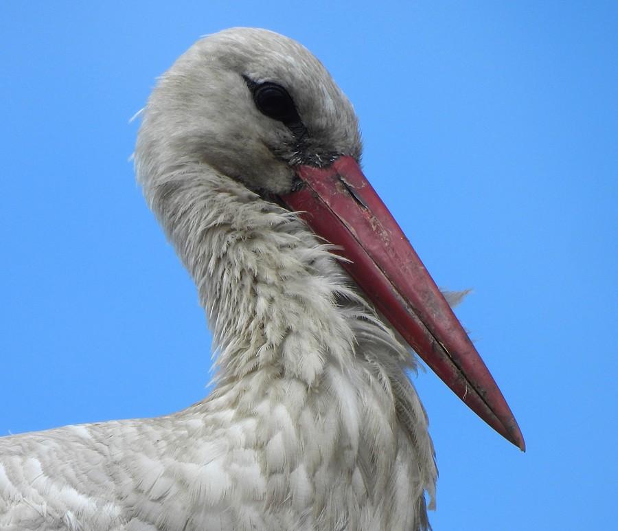 Portret boćka