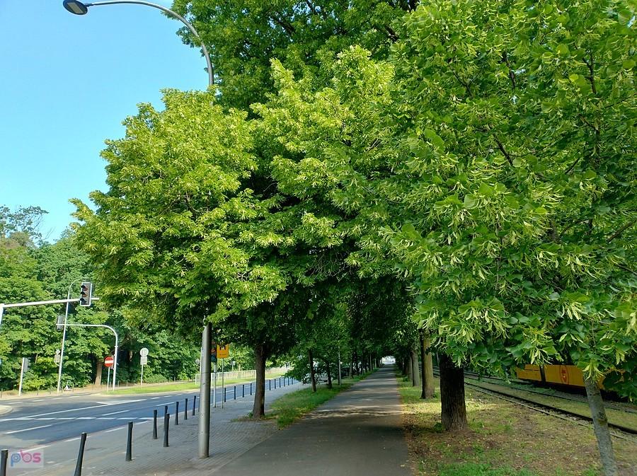 Kwitnące lipy przy ddr na Marymonckiej