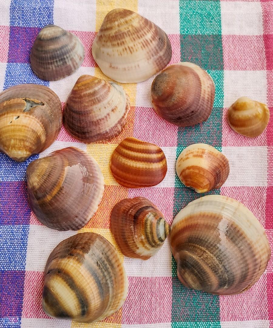 Muszelki z plaży w Mojacar