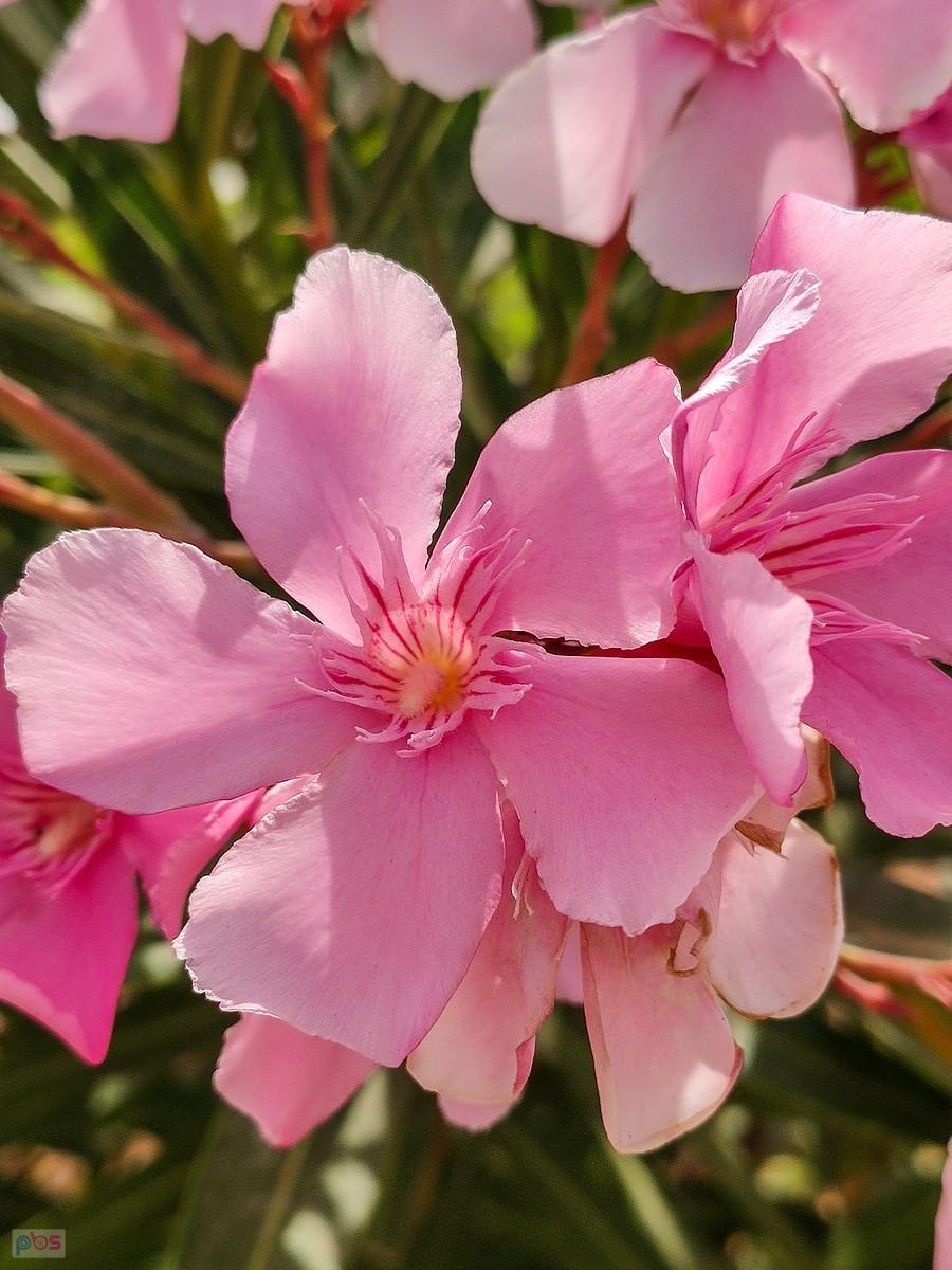 Oleander różowy