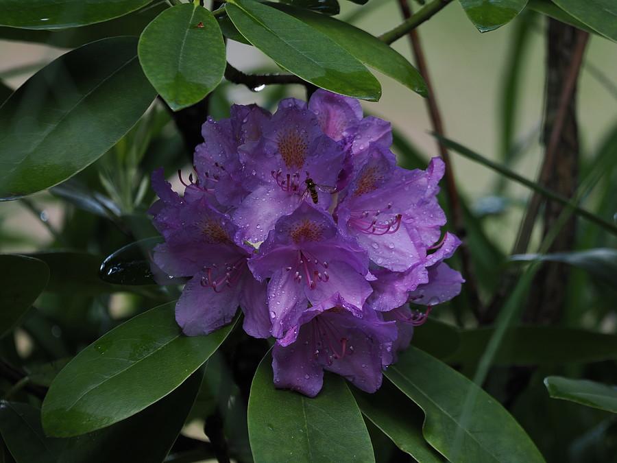 Rododendron mi zakwitł