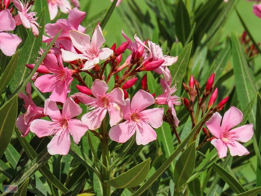 Ukwiecony oleander