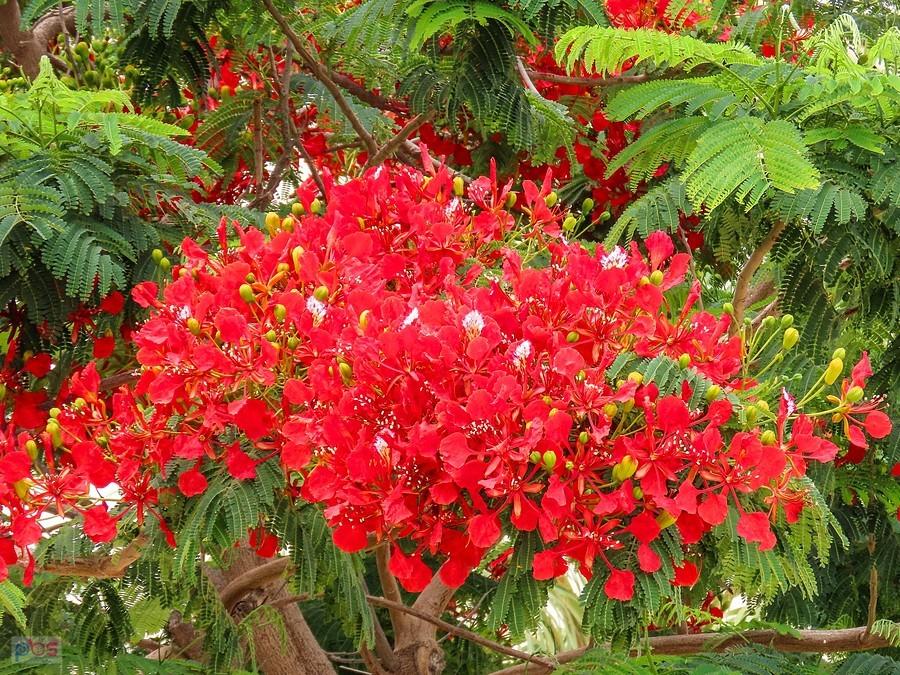 Płomień Afryki w stanie naturalnym występuje w lasach Madagaskaru