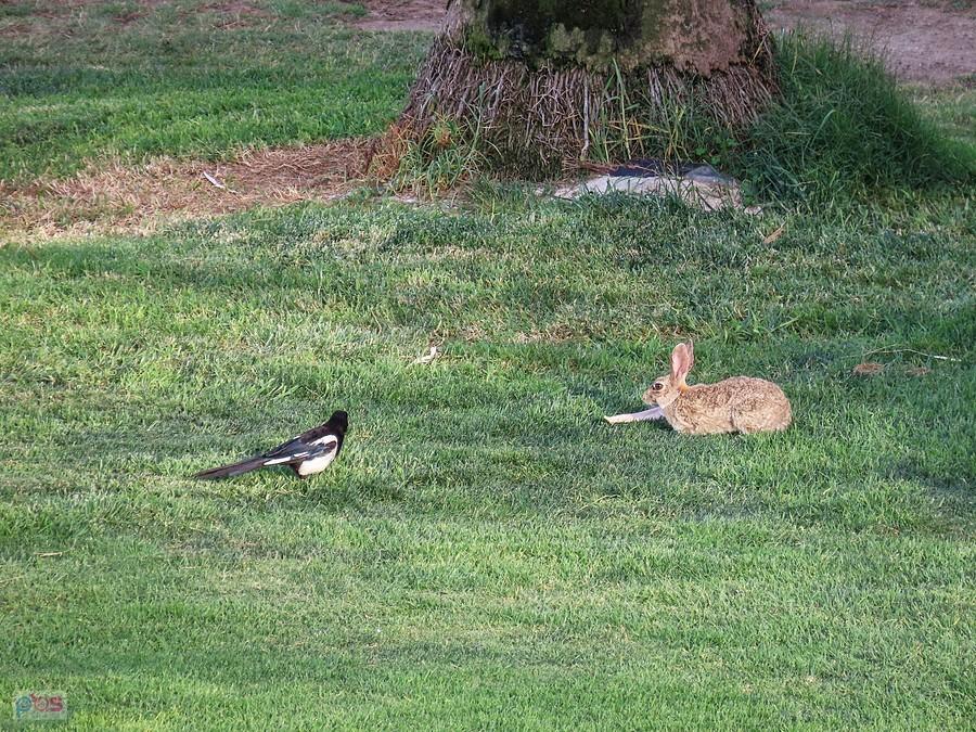 Konfrontacja sroki z królikiem na polu golfowym