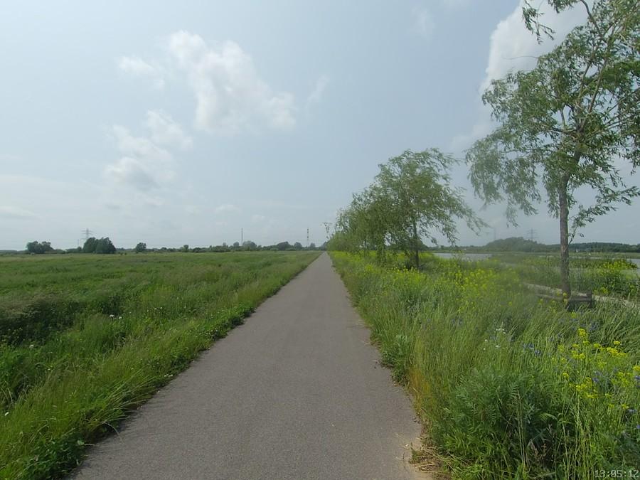 Kwiatki żółte