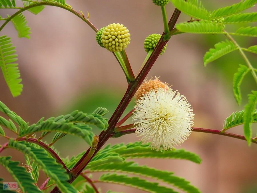 Leucaena leucocephala zwana mimozą białą