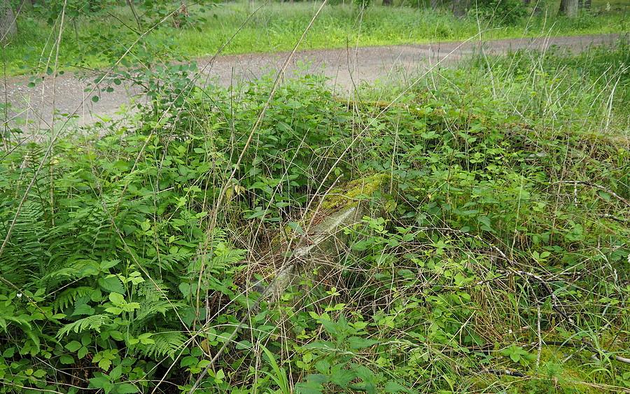 Dawny drogowskaz puszczański, dziś w pokrzywach