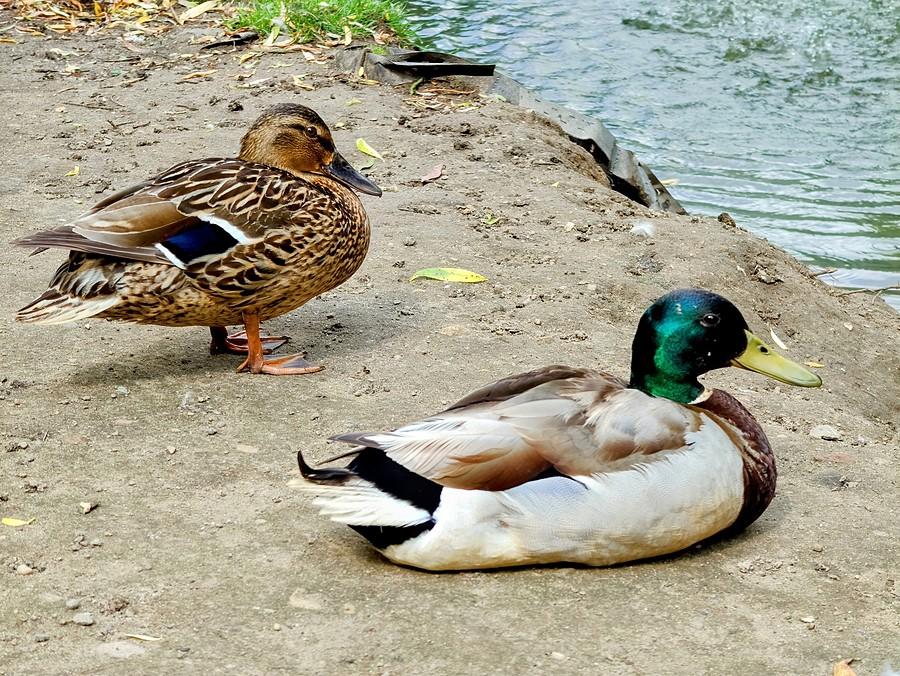 Państwo Kaczkowscy odpoczywają.