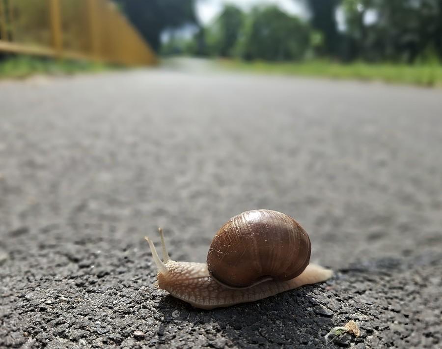 Ślimak uratowany ze śmieszki