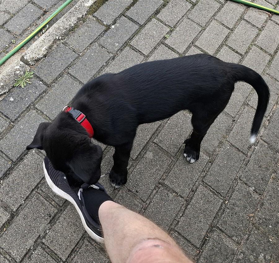 Rozsznurowywanie buta opanowane do perfekcji
