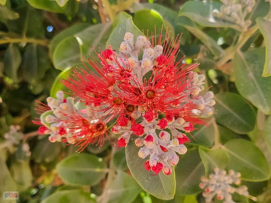 Kwiaty metrosideros
