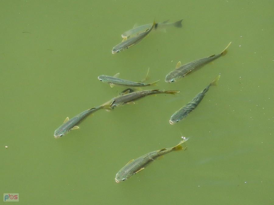 Rybki w Rio Aguas