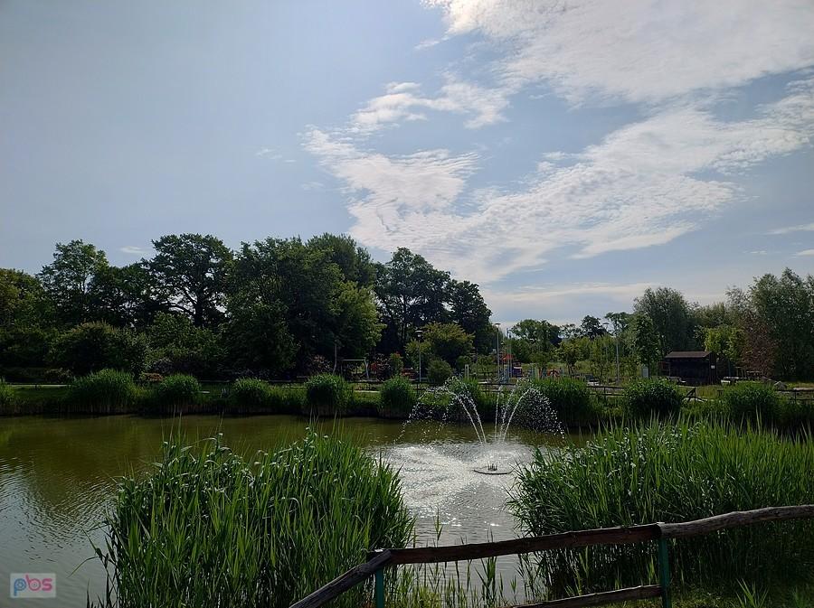 Staw w Borzecinie