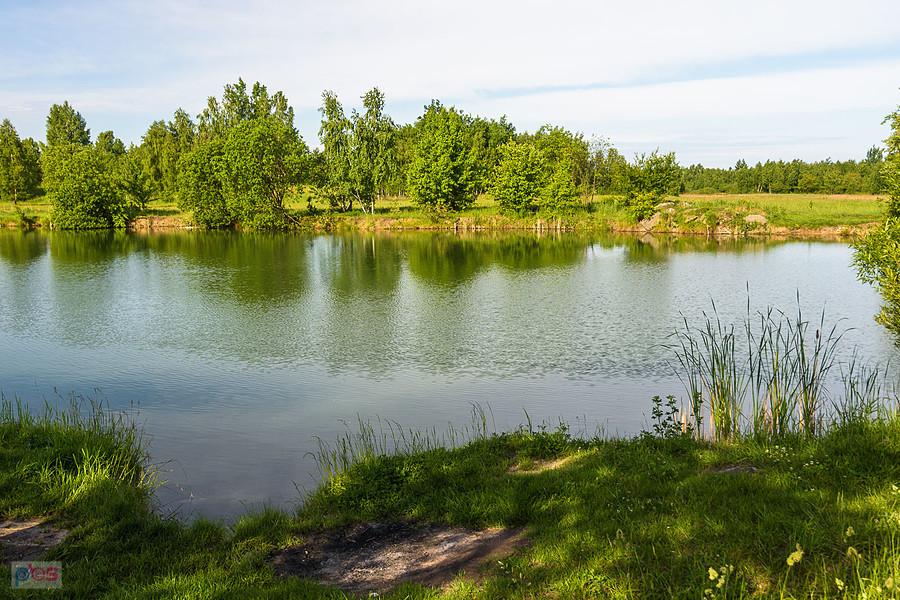 Staw przy ul. Łąkowej - dzielnica Gnaszyn-Kawodrza, Częstochowa
